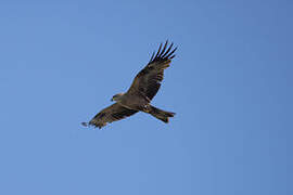 Black Kite