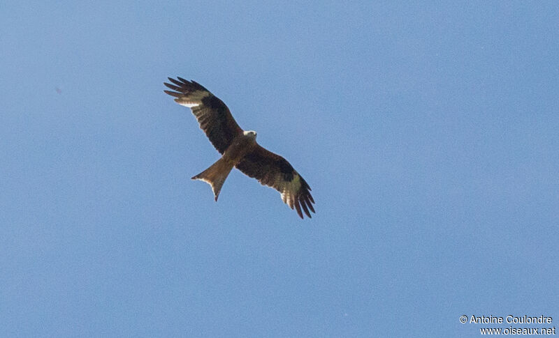 Red Kiteadult, Flight