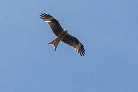 Red Kite