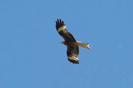 Red Kite