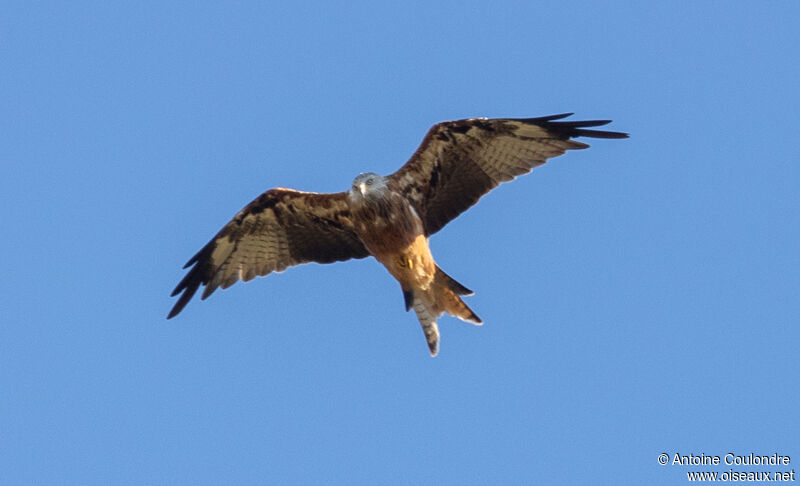 Red Kiteadult, Flight