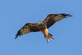 Red Kite