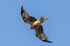 Red Kite