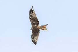 Red Kite