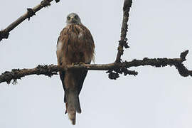 Red Kite