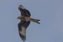 Red Kite