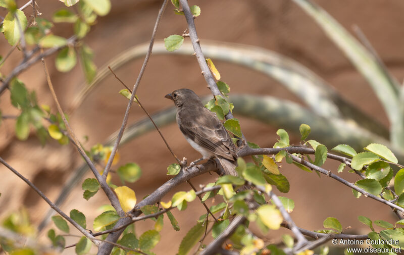 Yellow-spotted Bush Sparrowadult