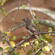 Yellow-spotted Bush Sparrow