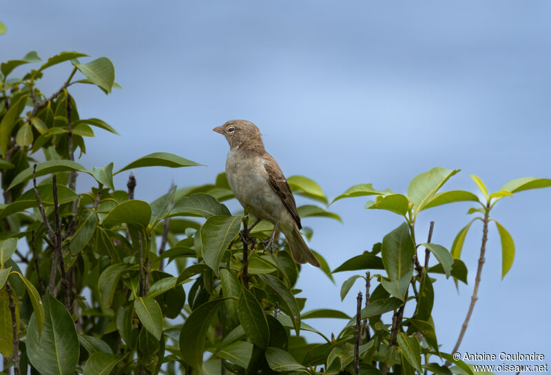 Moineau à point jauneadulte