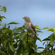 Yellow-spotted Bush Sparrow