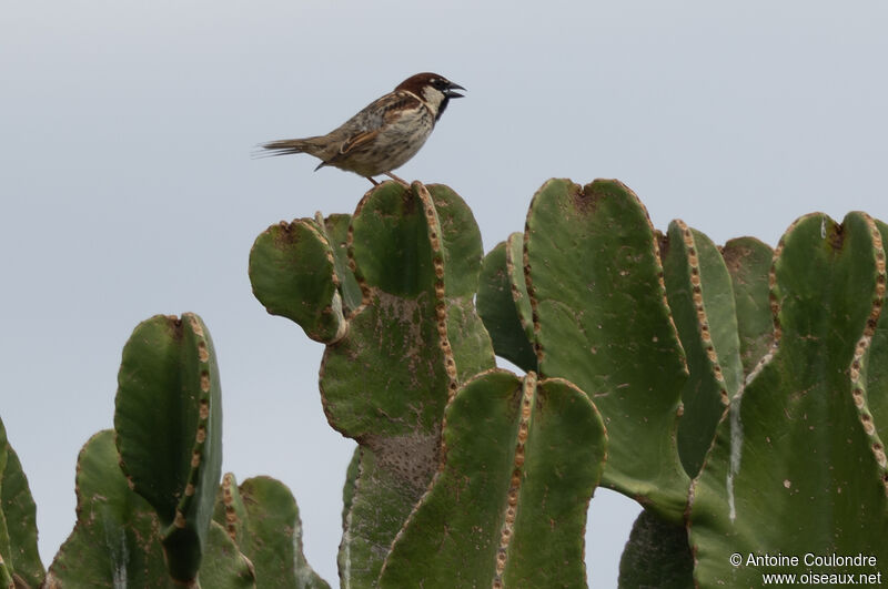 Italian Sparrow male adult