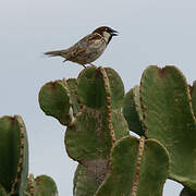 Italian Sparrow