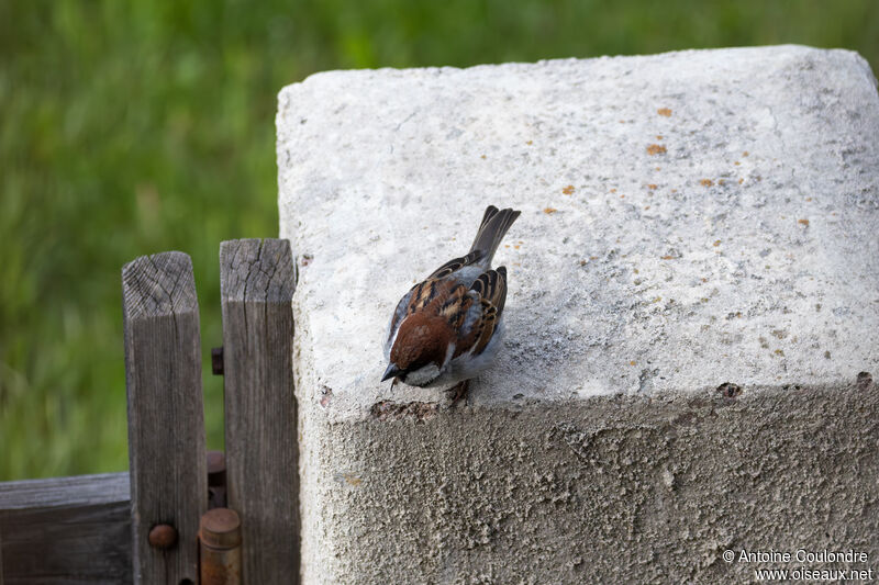 Italian Sparrow male adult