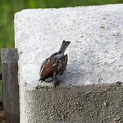 Italian Sparrow