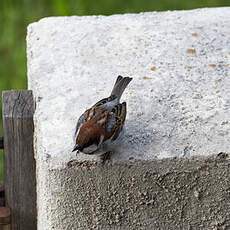 Moineau cisalpin