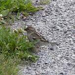 Moineau cisalpin