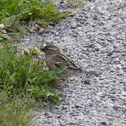 Italian Sparrow