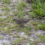 Moineau cisalpin