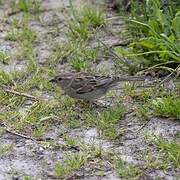 Italian Sparrow