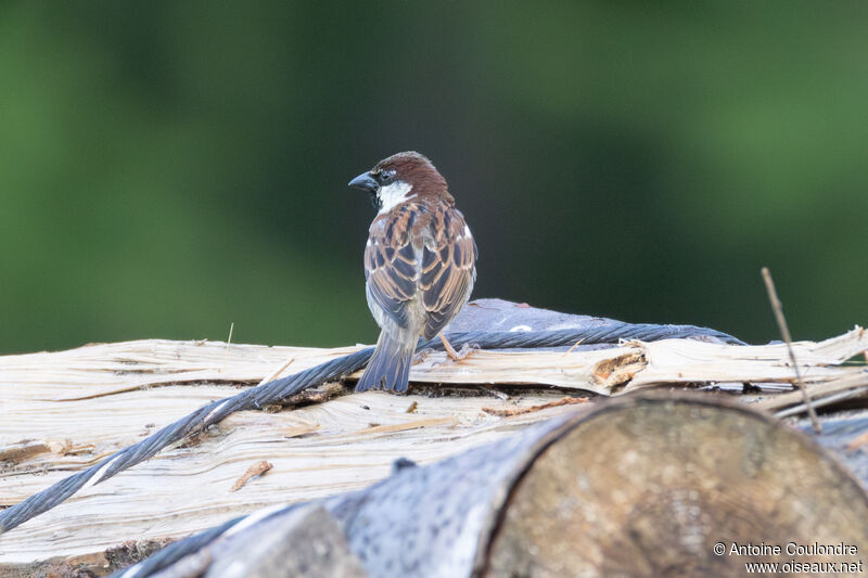 Moineau cisalpin mâle adulte