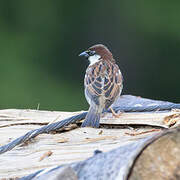 Italian Sparrow