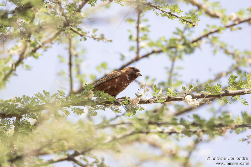 Chestnut Sparrow male adult