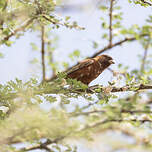 Moineau d'Emin