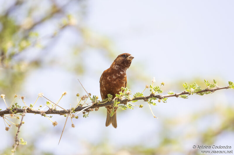 Chestnut Sparrow male adult