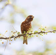 Chestnut Sparrow