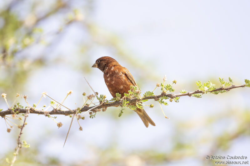 Moineau d'Emin mâle adulte