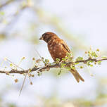 Moineau d'Emin