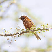 Chestnut Sparrow