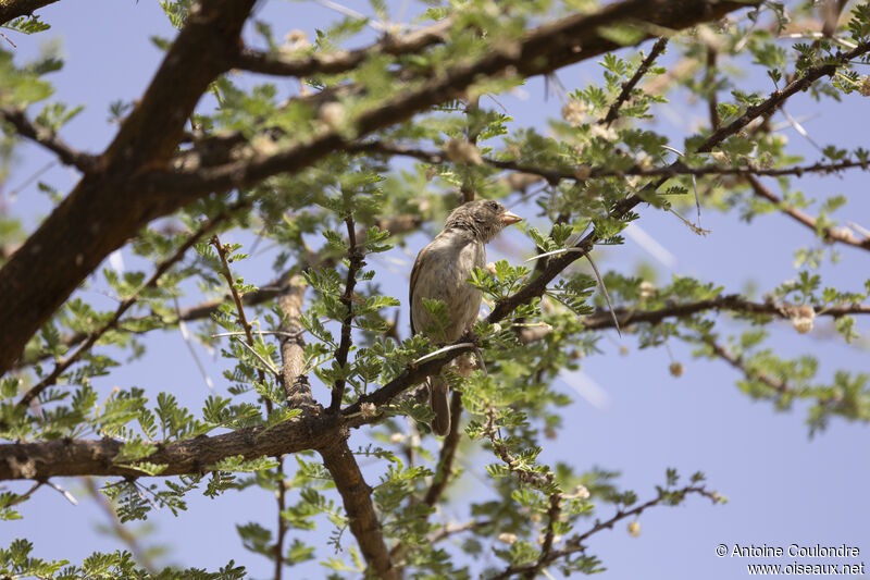 Chestnut Sparrow female adult