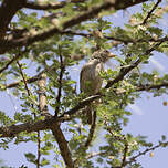 Moineau d'Emin