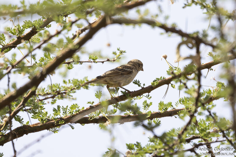 Moineau d'Emin femelle adulte