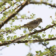 Chestnut Sparrow