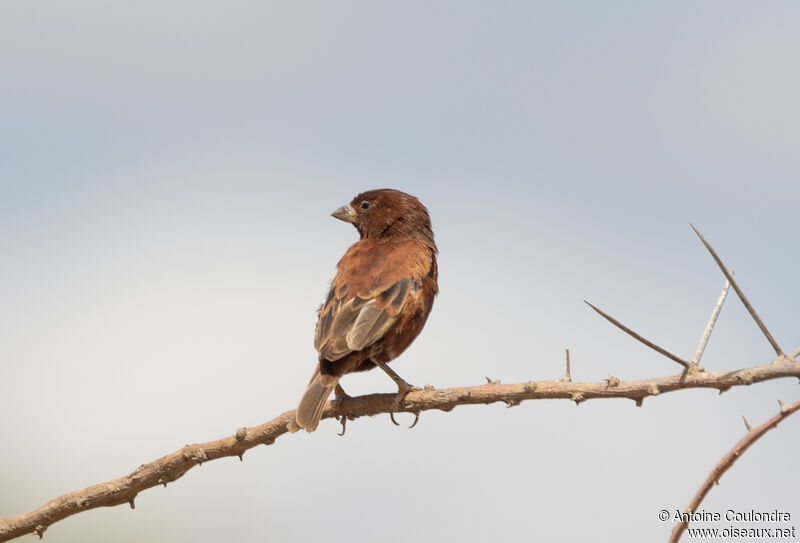 Moineau d'Emin mâle adulte