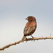 Chestnut Sparrow