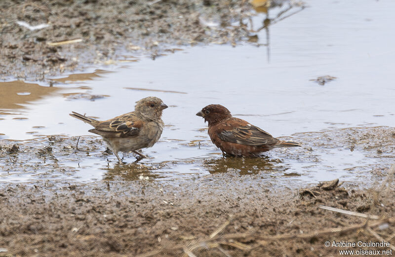 Chestnut Sparrowadult breeding