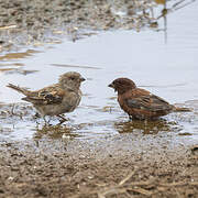 Chestnut Sparrow