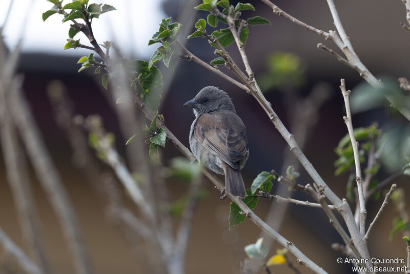 Moineau de Swainsonadulte