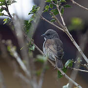 Moineau de Swainson