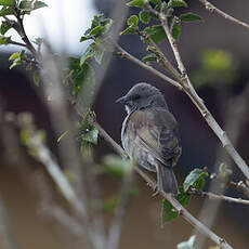 Moineau de Swainson