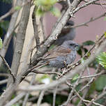 Moineau de Swainson