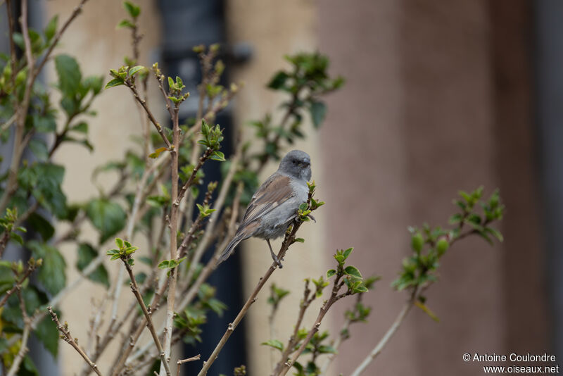 Moineau de Swainsonadulte