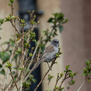 Moineau de Swainson