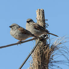 Moineau de Swainson