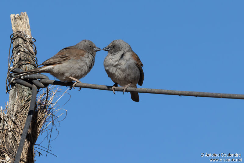 Swainson's Sparrow