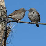 Moineau de Swainson