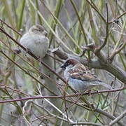 House Sparrow